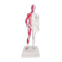 Modelo anatómico de corpo humano masculino 85 cm